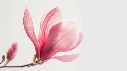 Gordijnen Pink magnolia flower isolated on white background with full depth of field © buraratn