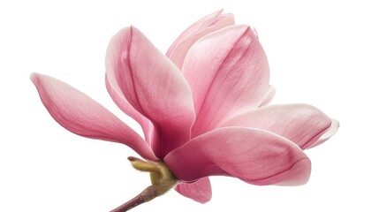 Fototapeta na wymiar Pink magnolia flower isolated on white background with full depth of field
