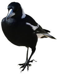 Australian magpie