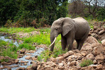 African Elephant Standing Near River