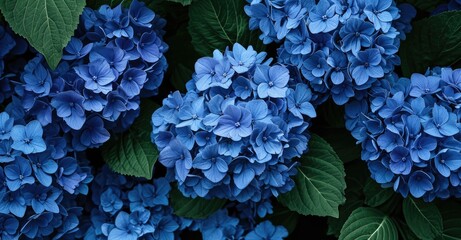 Close-up of blue hydrangeas, vibrant petals, lush green leaves, detailed texture, floral pattern, natural background, botanical beauty, deep blue hues, garden freshness
