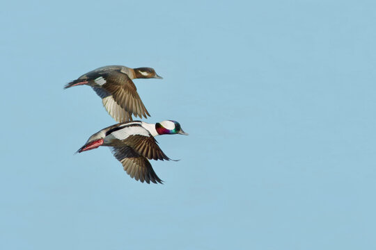 Bufflehead pair in flight against a clear blue sky, with sharp focus on the male and the female slightly out of focus