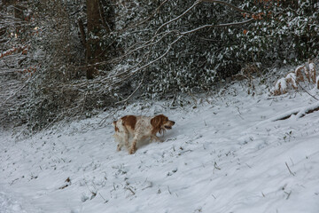 Working English Cocker Spaniel Dog in the Forest