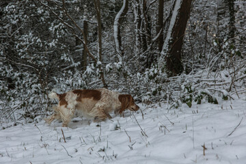 Working English Cocker Spaniel Dog in the Forest