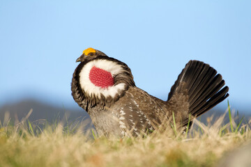 Dusky Grouse, formerly named Blue Grouse, performs dramatic mating display in mountainous high...
