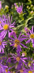 Violet flowers of Michaelmas Daisy (Aster Amellus), Aster alpinus, Asteraceae violet flowers growing in the garden in summer with a bee collecting pollen or nectar