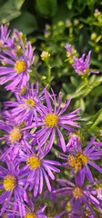 Violet flowers of Michaelmas Daisy (Aster Amellus), Aster alpinus, Asteraceae violet flowers growing in the garden in summer with a bee collecting pollen or nectar