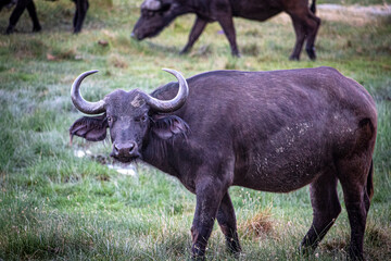 African Cape Buffalo Side Portrait