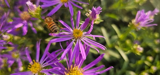 Violet flowers of Michaelmas Daisy (Aster Amellus), Aster alpinus, Asteraceae violet flowers growing in the garden in summer with a bee collecting pollen or nectar