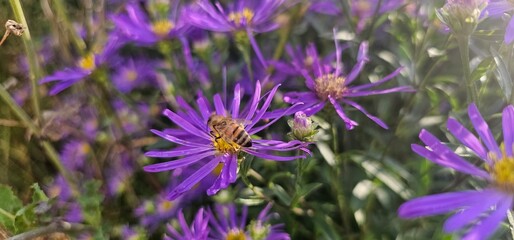 Violet flowers of Michaelmas Daisy (Aster Amellus), Aster alpinus, Asteraceae violet flowers growing in the garden in summer with a bee collecting pollen or nectar