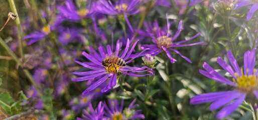 Violet flowers of Michaelmas Daisy (Aster Amellus), Aster alpinus, Asteraceae violet flowers growing in the garden in summer with a bee collecting pollen or nectar