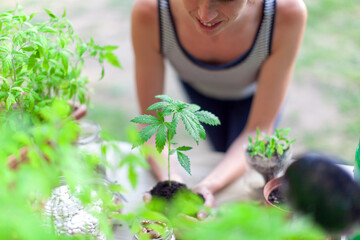 Young Woman Preparing for Plant into the Vegetable Garden Some Small Cannabis and tomatoes Plants