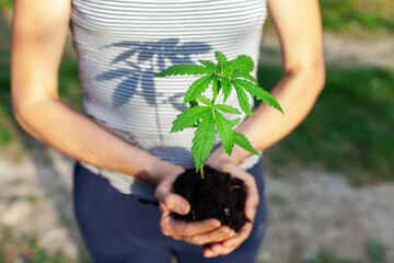 Young Adult Woman Holding a Small Cannabis Plant in her Hands ready To Plant it into her Garden