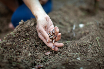 Female Hand Planting Beans Directly in ground in Her Vegetable Organic Garden