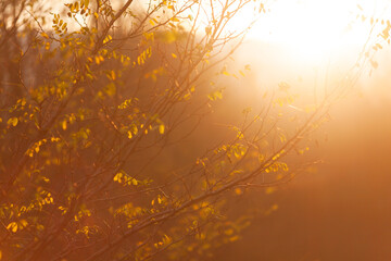 Backlit Branches of a Bush - Warm Light Background