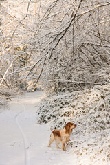 Working English Cocker Spaniel Dog in the Forest