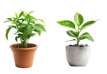 Obraz premium set of plant in a pot