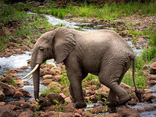 African Elephant Crossing River