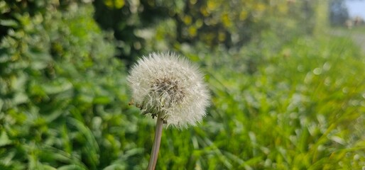 A flowering dandelion (Taraxacum) with its seeds.	
