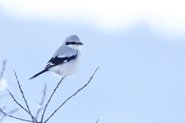 portrait of a Northern Shrike, a.k.a. the "Butcher Bird", in winter plumage, perched in the branches of a deciduous tree