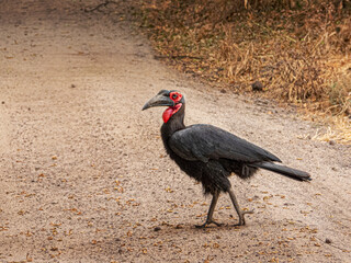 African Ground Hornbill With Red Head