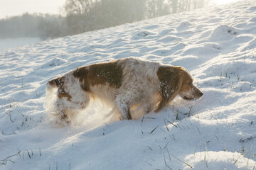 Working English Cocker Spaniel Dog in the Forest