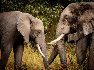 African Elephants Facing Off