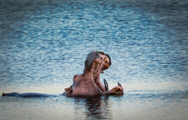 Swimming Hippo Opening Mouth