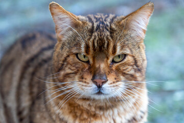Naklejka na ściany i meble close-up of ordinary tiger-looking domestic cat found on the street