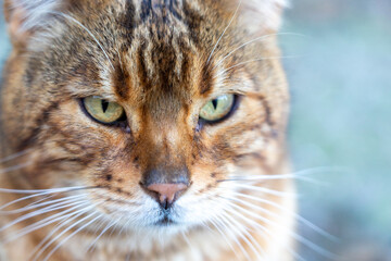 close-up of ordinary tiger-looking domestic cat found on the street