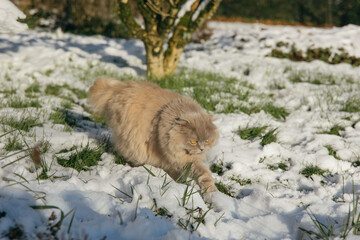 Gray Scottish fold cat with Yellow Eyes is Walking in the garden