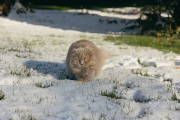 Gray Scottish fold cat with Yellow Eyes is Walking in the garden