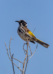 New Holland Honeyeater (Phylidonyris novaehollandiae) perched on a branch - Cape le Grand National Park, Western Australia