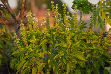 Close up of holy basil (Ocimum basilicum) plant