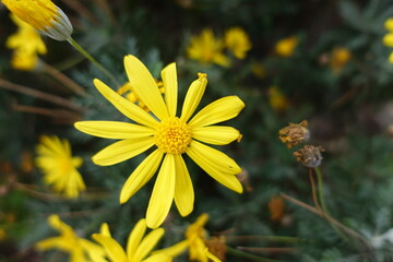 yellow flower in the garden