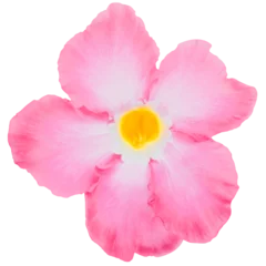 Foto auf Acrylglas Azalee Bright pink adenium obesum floral element isolated on white or transparent background. Beauty of tropical flowers and ornamental plants in nature.