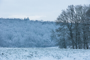 Fairy snowy forest in fog in beautiful winter at sunrise.