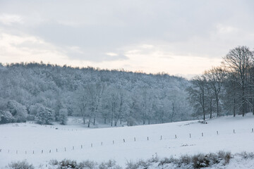 Fairy snowy forest in fog in beautiful winter at sunrise.