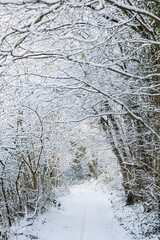 Fairy snowy forest in fog in beautiful winter at sunrise.
