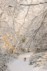 Fairy snowy forest in fog in beautiful winter at sunrise.