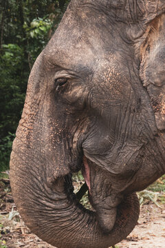 Thailand Elephant