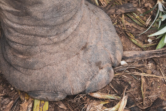Thailand Elephant
