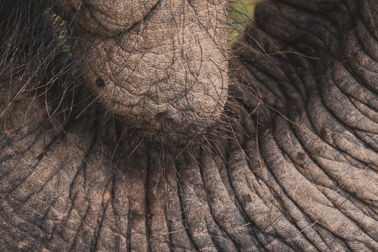 Thailand Elephant