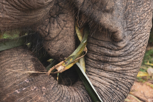 Thailand Elephant