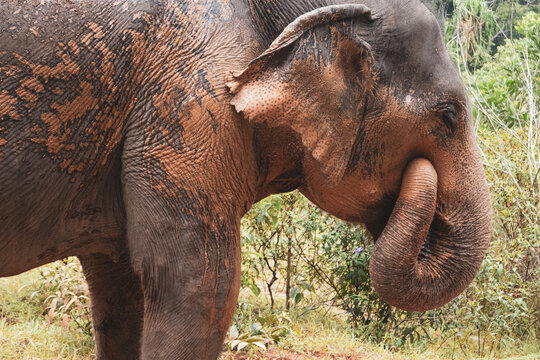 Thailand Elephant