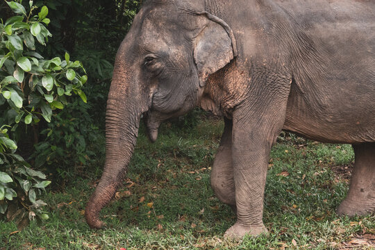 Thailand Elephant