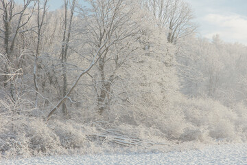 Fairy snowy forest in fog in beautiful winter at sunrise.