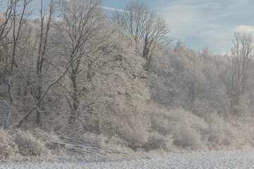 Fairy snowy forest in fog in beautiful winter at sunrise.