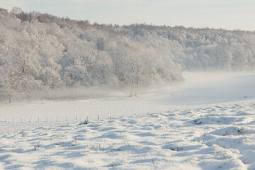 Fairy snowy forest in fog in beautiful winter at sunrise.