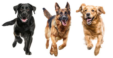 Collage of black Labrador, golden retriever and German shepherd over white transparent background